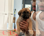 Puppy Puppy 7 Belgian Malinois-Boerboel Mix