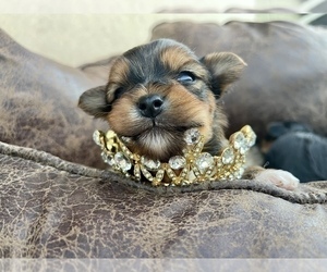 Yorkshire Terrier Puppy for sale in HAYWARD, CA, USA