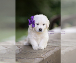 Puppy Sienna English Cream Golden Retriever