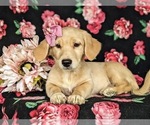 Small Photo #5 Goldendoodle-Mutt Mix Puppy For Sale in KIRKWOOD, PA, USA