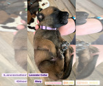 Small Photo #9 Belgian Malinois Puppy For Sale in CHANDLER, AZ, USA