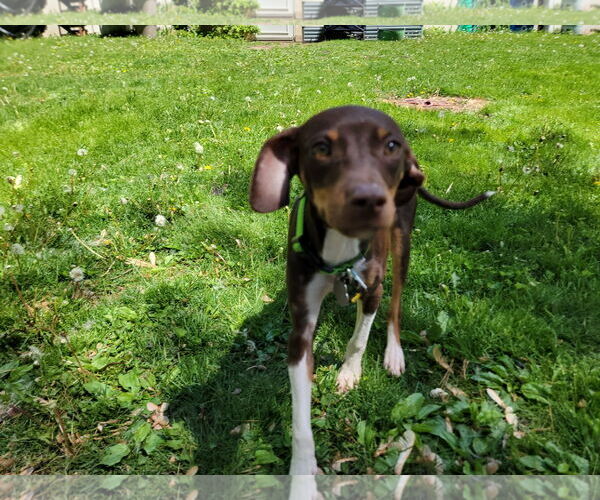 Medium Photo #5 Mutt Puppy For Sale in Crystal, MN, USA