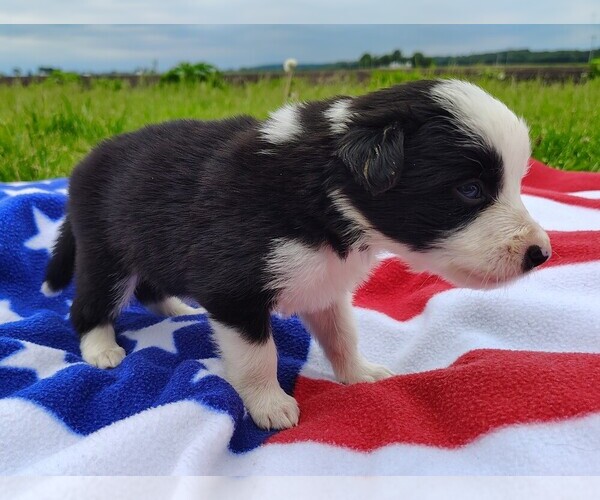 Medium Photo #7 Border Collie Puppy For Sale in NORBORNE, MO, USA