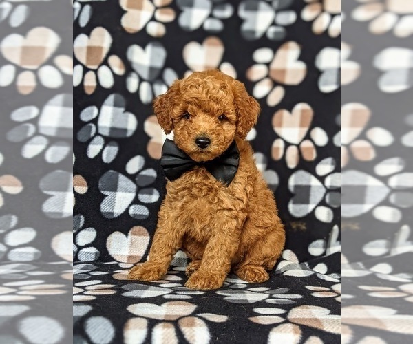 Medium Photo #1 Goldendoodle Puppy For Sale in COCHRANVILLE, PA, USA