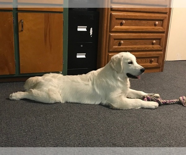 Medium Photo #92 English Cream Golden Retriever Puppy For Sale in NORTHWOOD, OH, USA