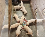 Small Photo #11 Labrador Retriever Puppy For Sale in SAN BERNARDINO, CA, USA