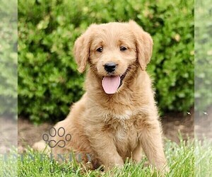 Miniature Labradoodle Puppy for sale in STRASBURG, PA, USA