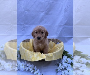 Golden Retriever Puppy for sale in KISSIMMEE, FL, USA
