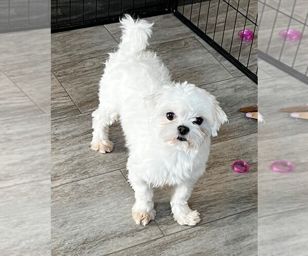 Medium Photo #1 Maltese Puppy For Sale in ROCK VALLEY, IA, USA