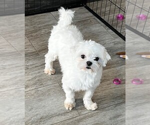 Father of the Maltese puppies born on 01/23/2025