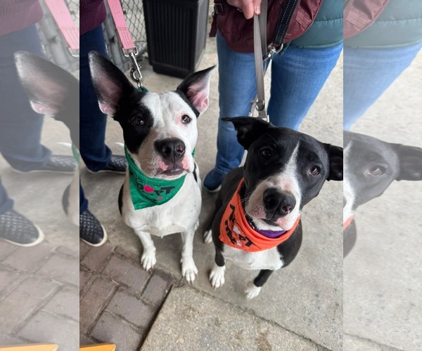 Medium Photo #14 Bullypit Puppy For Sale in Oakhurst, NJ, USA