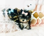 Small #18 Yorkshire Terrier