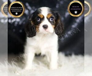 Cavalier King Charles Spaniel Puppy for sale in WARSAW, IN, USA