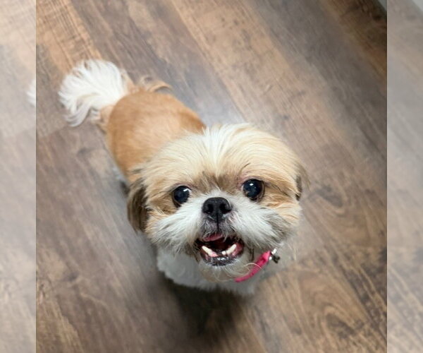 Medium Photo #1 Shih Tzu Puppy For Sale in Ellijay, GA, USA