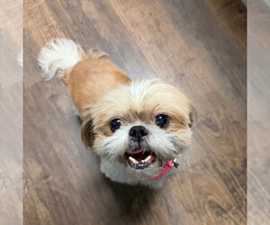 Shih Tzu Dogs for adoption in Ellijay, GA, USA
