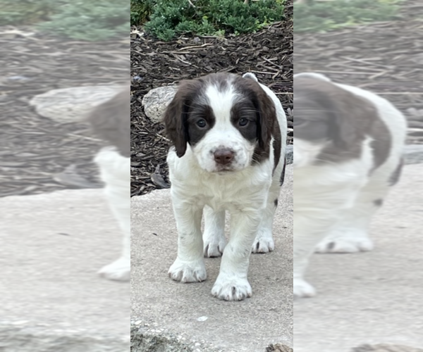 Medium Photo #1 English Springer Spaniel Puppy For Sale in ASHBY, MN, USA