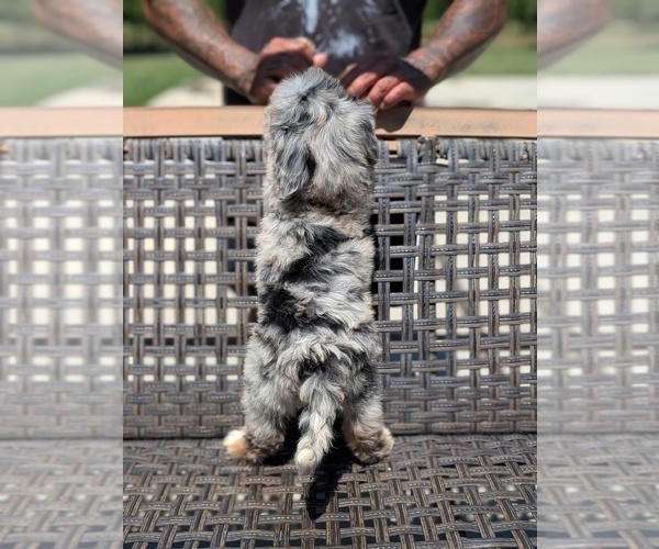 Medium Photo #20 Bernedoodle (Miniature) Puppy For Sale in SACRAMENTO, CA, USA