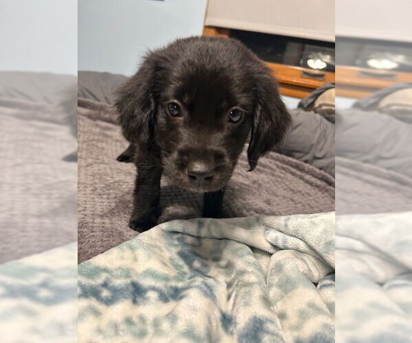 Medium Photo #3 Mutt Puppy For Sale in Plainfield, IL, USA