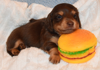 Dachshund Puppy for sale in BENTON, AR, USA