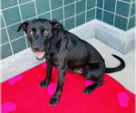 Small #2 Labrador Retriever Mix