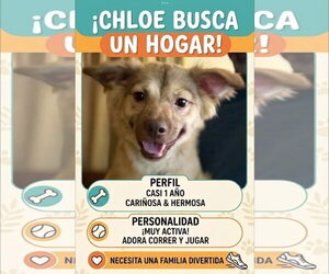 Chloe - Female Golden Retriever-Unknown Mix Dog for Adoption - Photo #2
