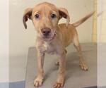 Small Labrador Retriever Mix