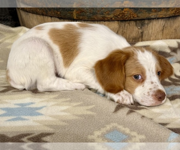 Medium Photo #6 Brittany Puppy For Sale in ORRUM, NC, USA