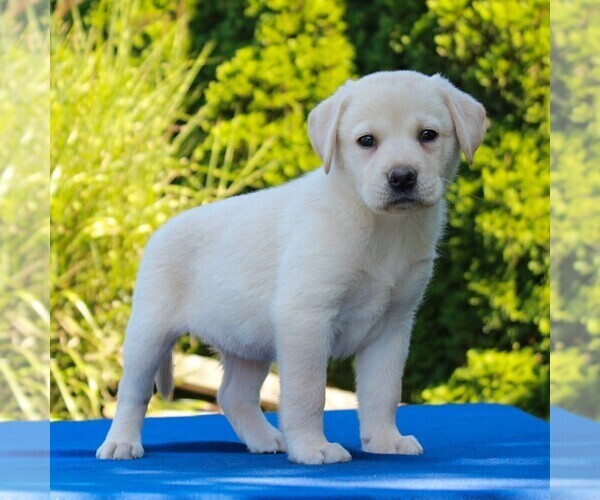 Medium Photo #3 Labrador Retriever Puppy For Sale in GORDONVILLE, PA, USA