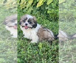 Small #1 Shih Tzu