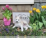 Small Photo #6 American Eskimo Dog-Pomsky Mix Puppy For Sale in NILES, OH, USA