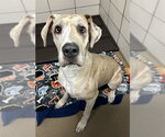 Small Great Dane
