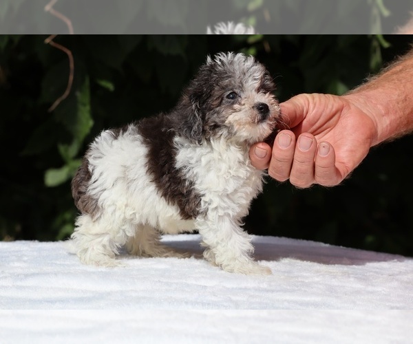Medium Photo #8 Goldendoodle (Miniature) Puppy For Sale in DYERSBURG, TN, USA
