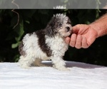 Small #7 Goldendoodle (Miniature)