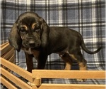 Small Photo #4 Bloodhound Puppy For Sale in FORT MORGAN, CO, USA
