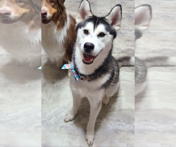 Medium Photo #1 Siberian Husky Puppy For Sale in Columbus, IN, USA