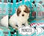 Puppy 3 Cockapoo