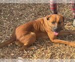 Small #3 Rhodesian Ridgeback Mix