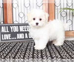Havanese Puppy for sale in NAPLES, FL, USA