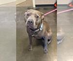 Small American Pit Bull Terrier Mix