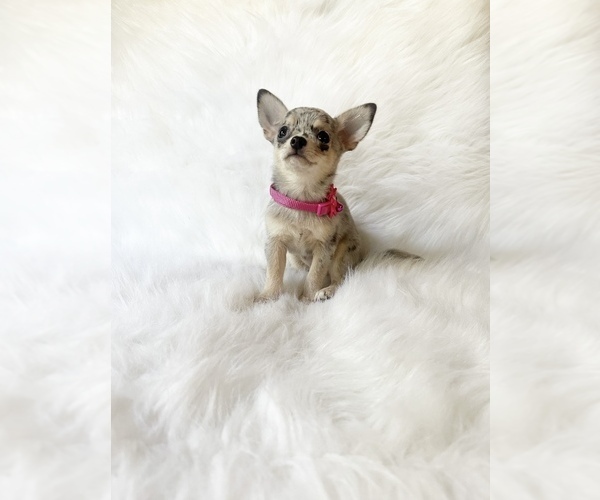 Medium Photo #3 Chihuahua Puppy For Sale in SACRAMENTO, CA, USA
