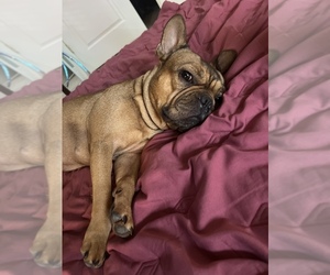 French Bulldog Puppy for sale in BRANDON, MS, USA