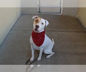 Labrador Retriever-Staffordshire Bull Terrier Mix Dogs for adoption in McKinney, TX, USA