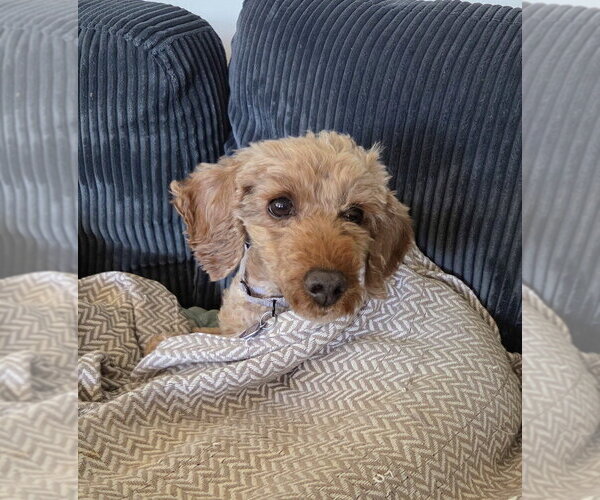 Medium Photo #2 Poodle (Miniature) Puppy For Sale in Springdale, PA, USA