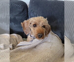 Posey - Female Poodle (Miniature) Dog for Adoption - Photo #2