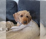 Small Photo #2 Poodle (Miniature) Puppy For Sale in Springdale, PA, USA