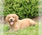 Small #3 Miniature Labradoodle