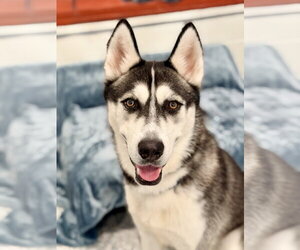 Siberian Husky Dogs for adoption in Manahawkin, NJ, USA