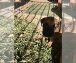Small Photo #22 Rhodesian Ridgeback Puppy For Sale in RIVERSIDE, CA, USA