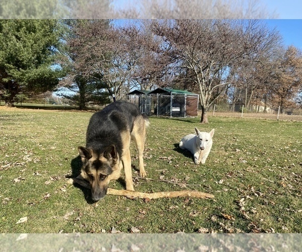 Medium Photo #12 German Shepherd Dog Puppy For Sale in SPRINGFIELD, IL, USA