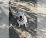 Small #1 Mutt